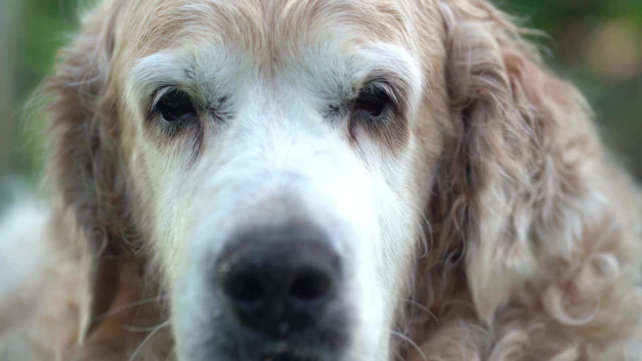 金毛猎犬正在嗅嗅。狗长着白色的口鼻，嘴里叼着冷杉果。视频全高清，镜头与选择焦点为您的视频视频下载