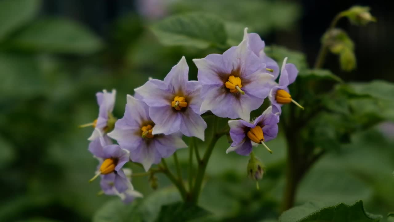 开花的土豆。紫色开花的马铃薯花在植物。特写有机蔬菜花开花生长在花园或农场。马铃薯耕作与栽培理念。视频下载