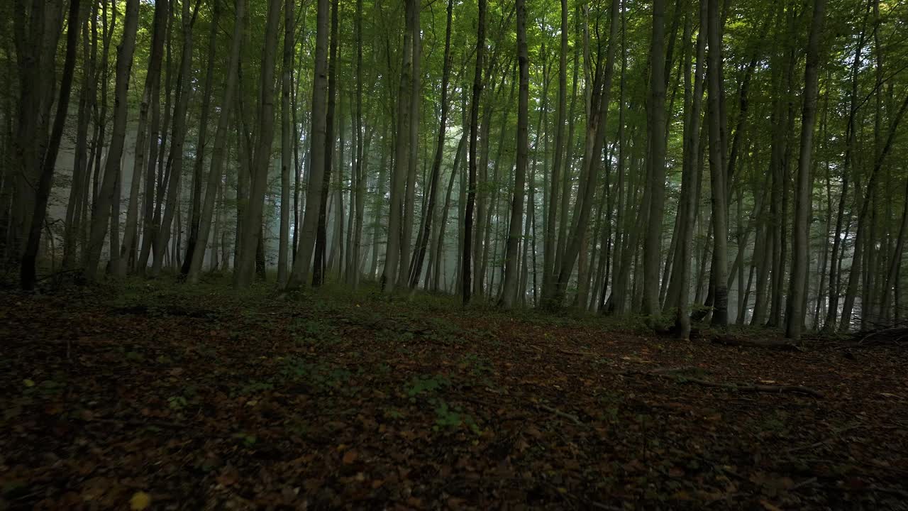 在清晨的薄雾笼罩下，宁静的绿色森林里有一种空灵的气氛视频素材