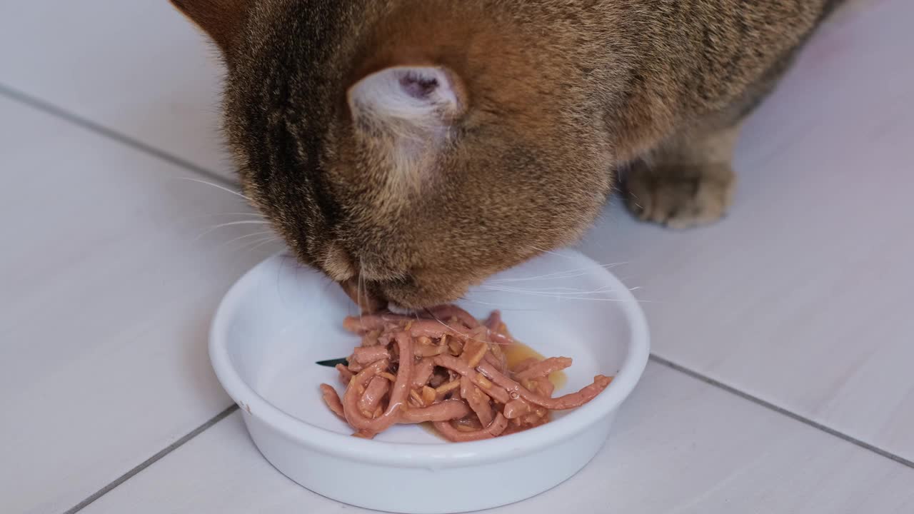 红猫在吃地板上碗里的新鲜罐头食品的特写。为湿猫食品做广告。家庭宠物喂养。为宠物提供均衡营养。视频下载