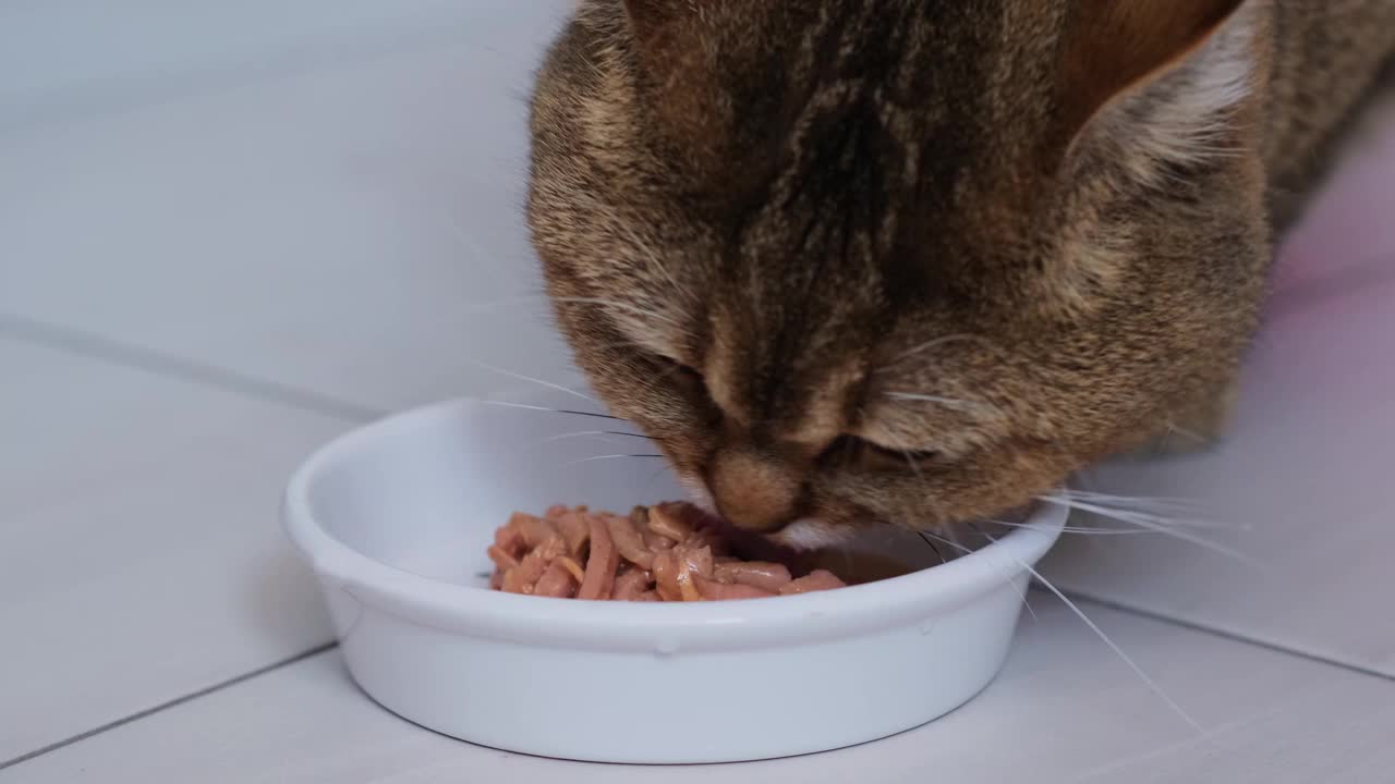 红猫在吃地板上碗里的新鲜罐头食品的特写。为湿猫食品做广告。家庭宠物喂养。为宠物提供均衡营养。视频下载