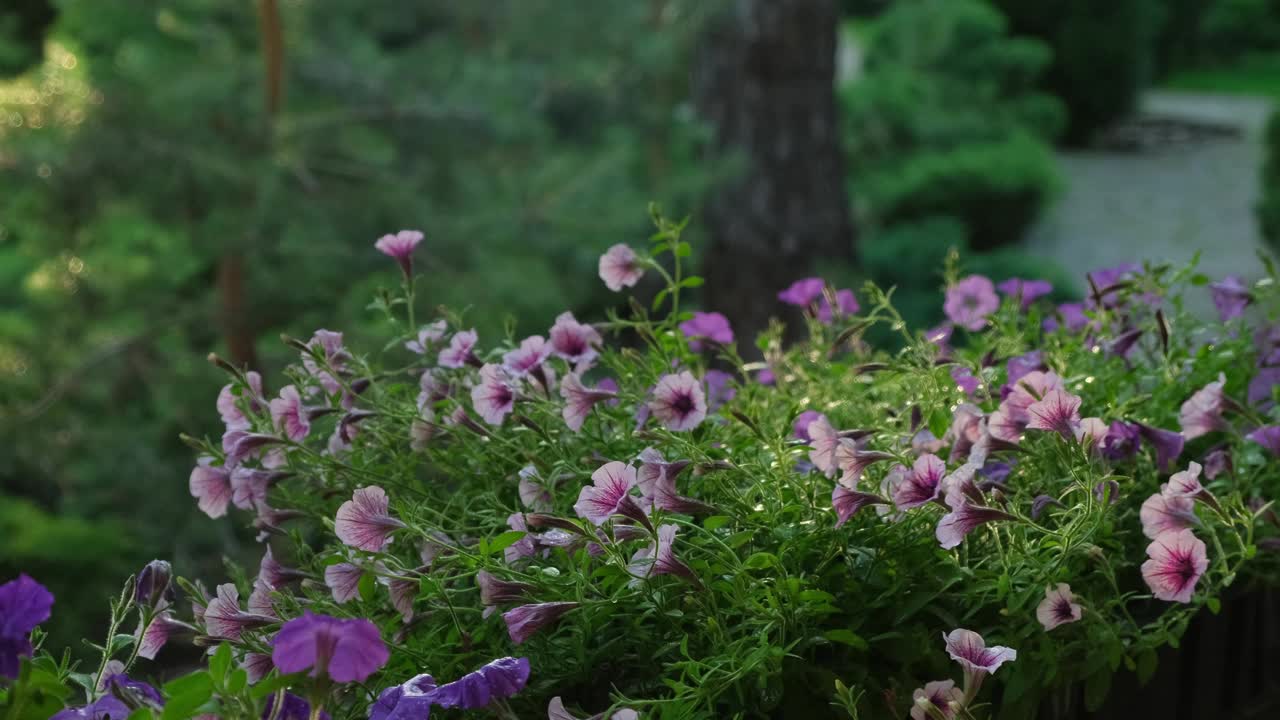 在家室外用喷壶给矮牵牛花浇水。新鲜的彩色佩妮。春园艺视频下载