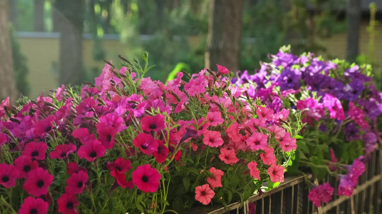 在家室外用喷壶给矮牵牛花浇水。新鲜的彩色佩妮。春园艺视频下载