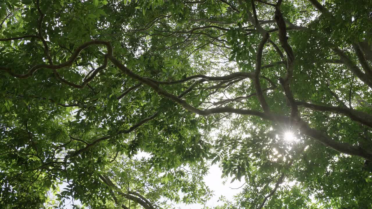 阳光透过绿叶树，草甸森林背景。视频素材