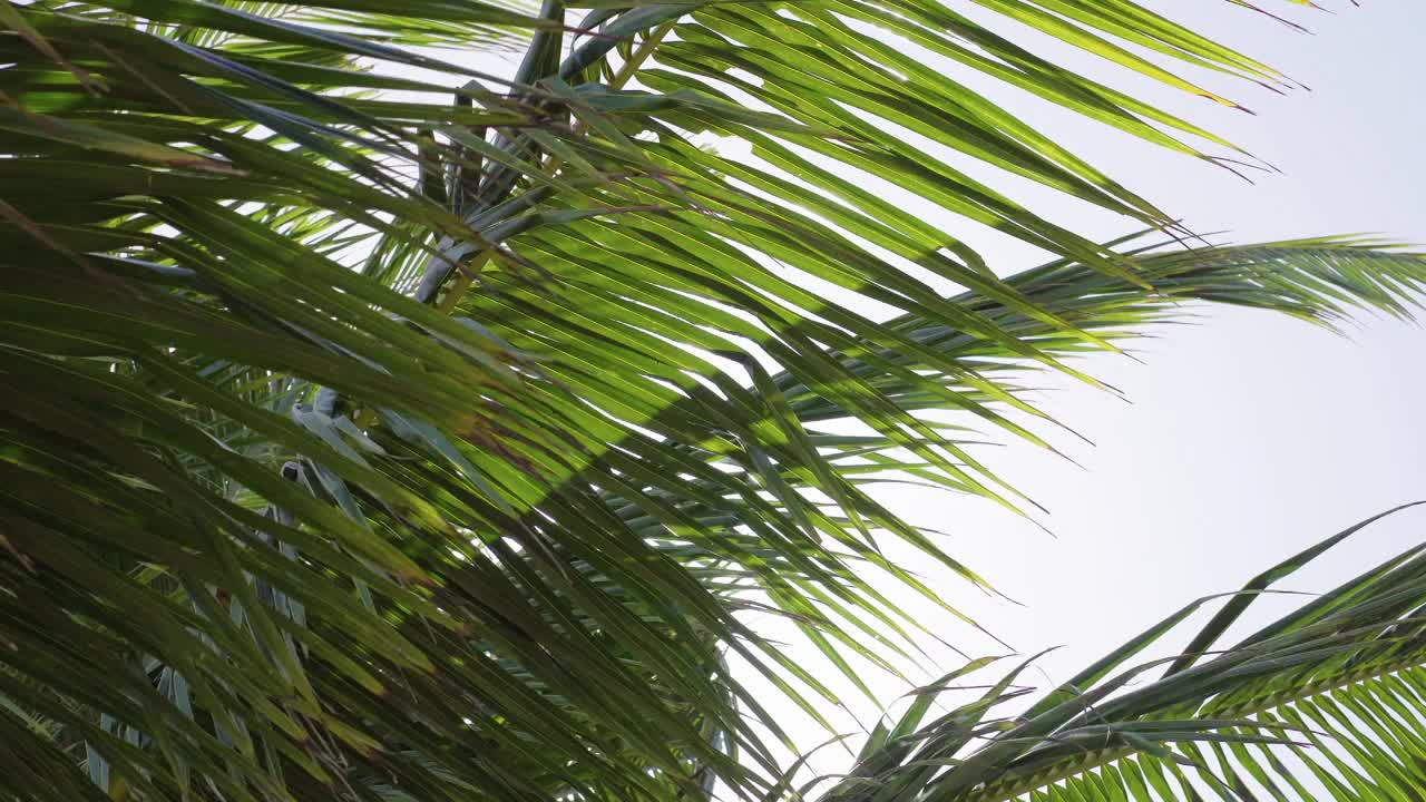 近距离椰子树底部看到阳光透过树叶的天空。旅游海滩岛度假暑假。视频素材