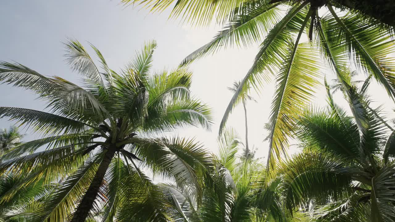 椰树底部看阳光。低角度拍摄绿棕榈树蓝天背景。视频下载