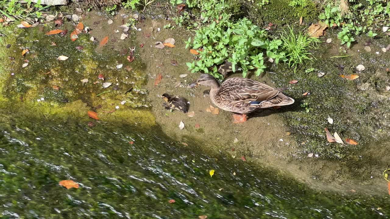 鸭妈妈和小鸭们在水边视频下载