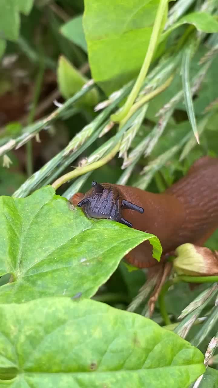 野生的红色小昆虫视频下载