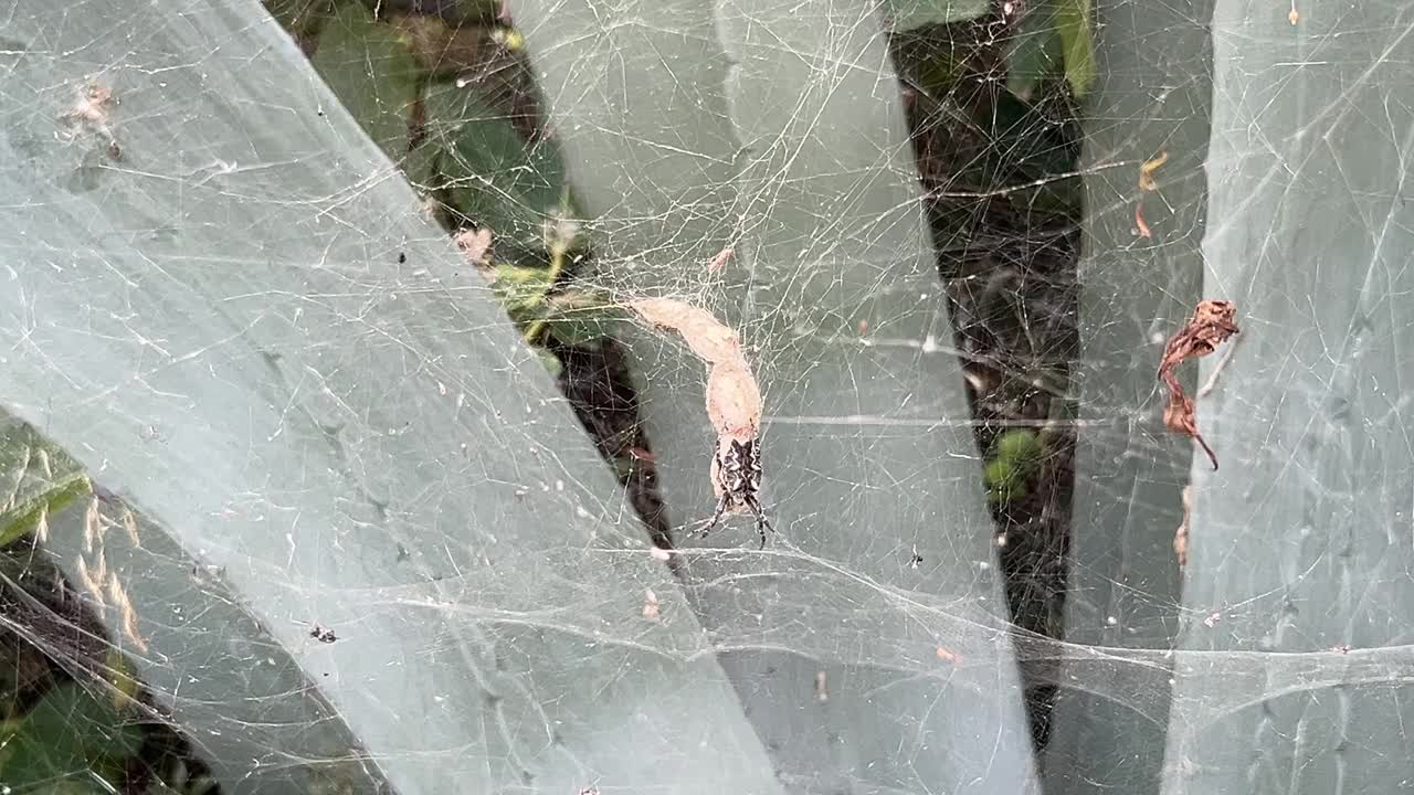 龙舌兰植物的蜘蛛网视频下载