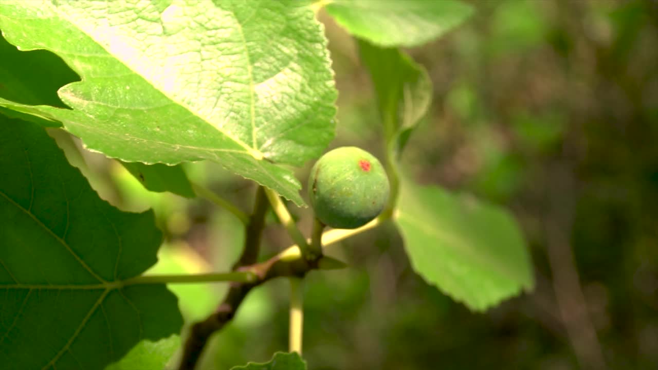 在无花果树上成熟的野无花果视频素材