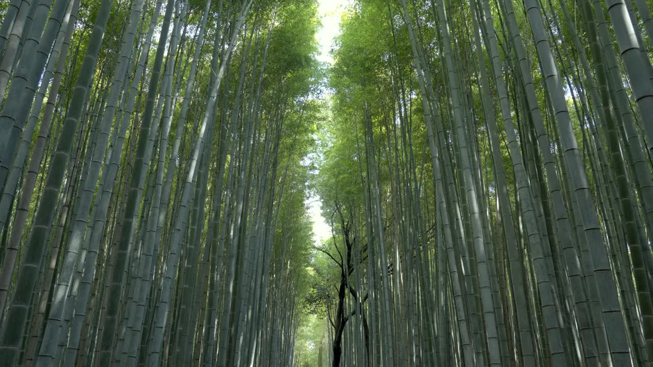 在日本京都著名的岚山竹林中漫步视频下载