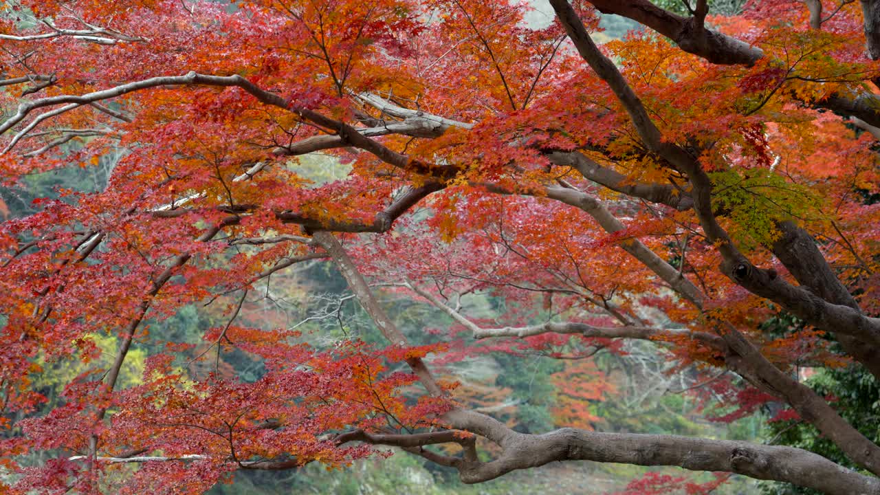 在日本京都的秋天，充满活力的秋叶变色，自然背景视频素材