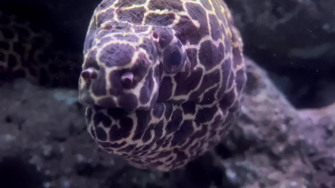 巨大的海鳗在深海与珊瑚视频素材