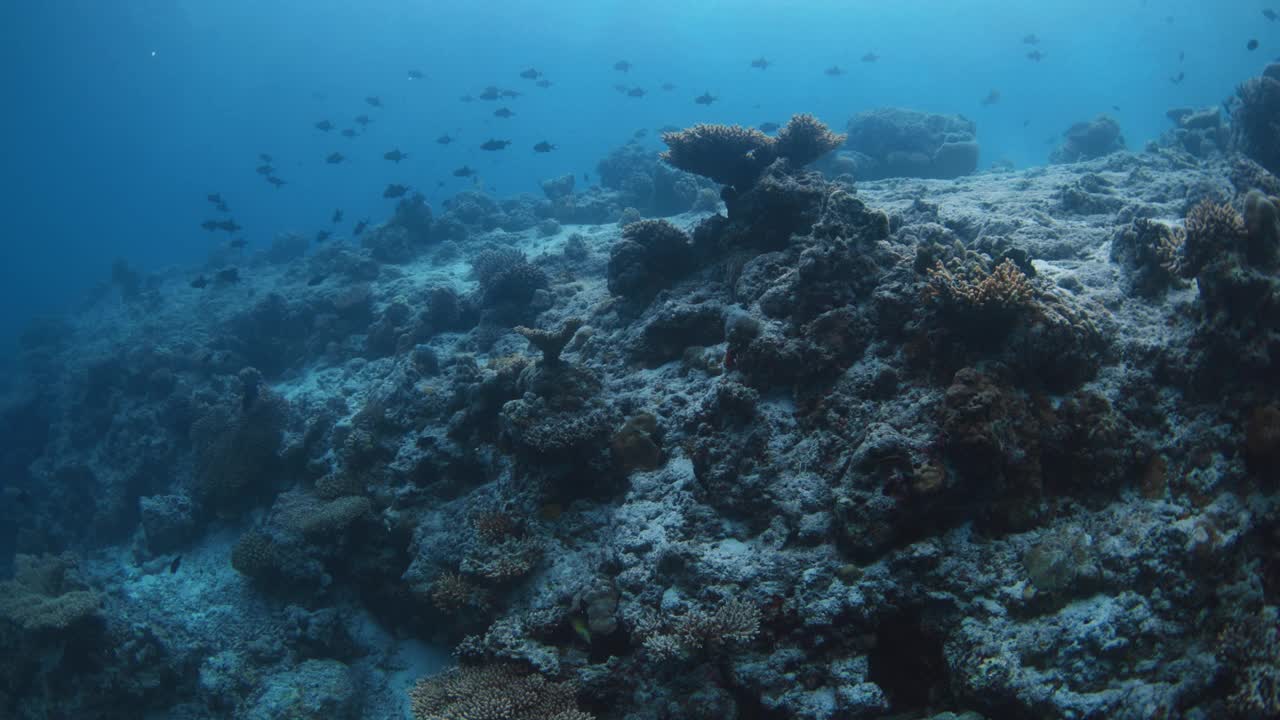 蓝色海洋中珊瑚和热带鱼的水下美景。视频素材