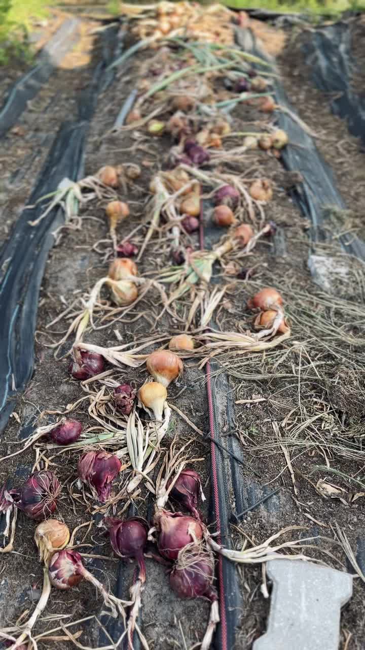 洋葱，花园种植视频素材