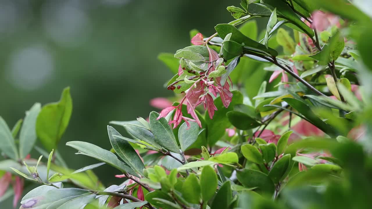 下雨天放松。树上的绿叶视频素材