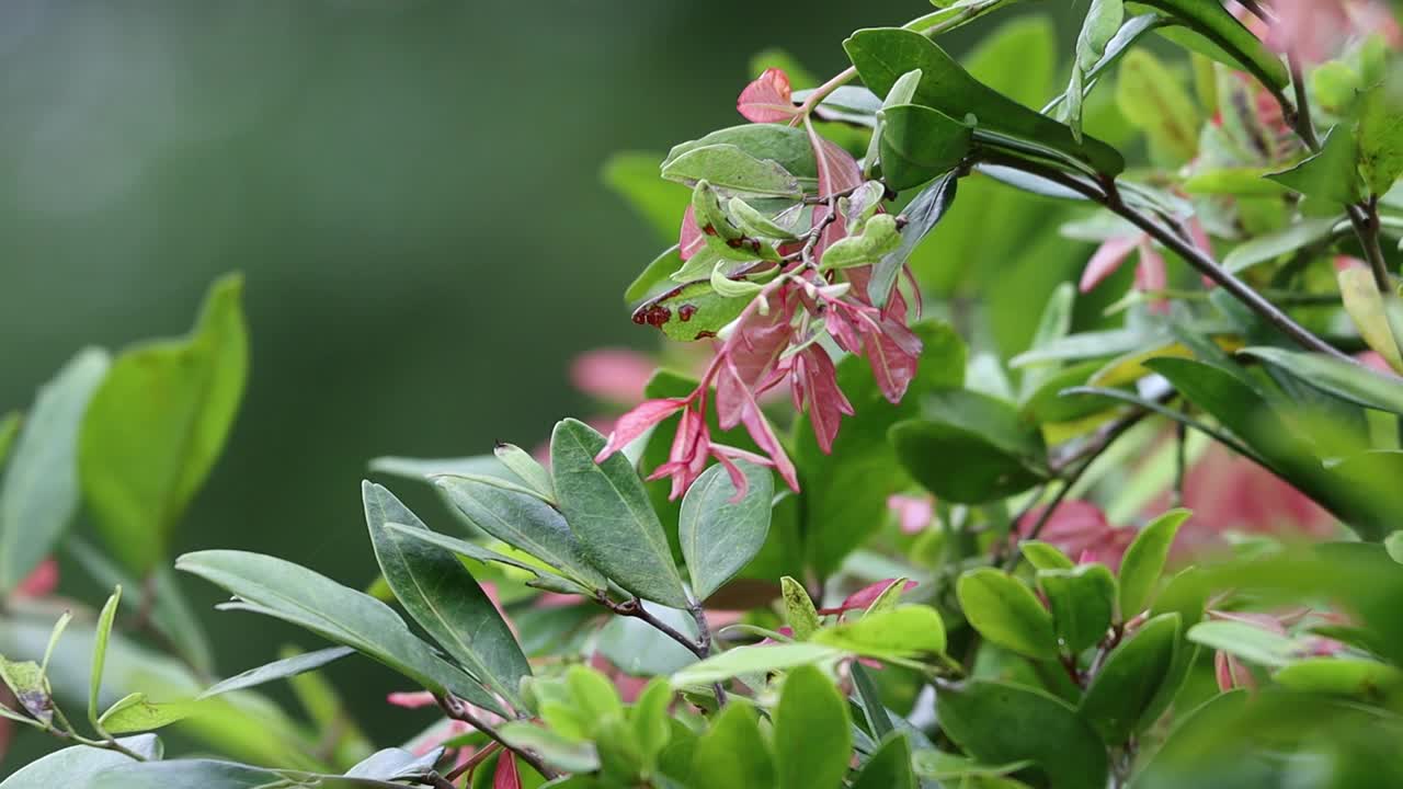 下雨天放松。树上的绿叶视频素材