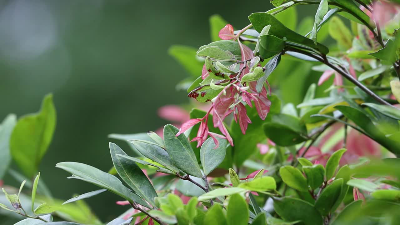 下雨天放松。树上的绿叶视频素材