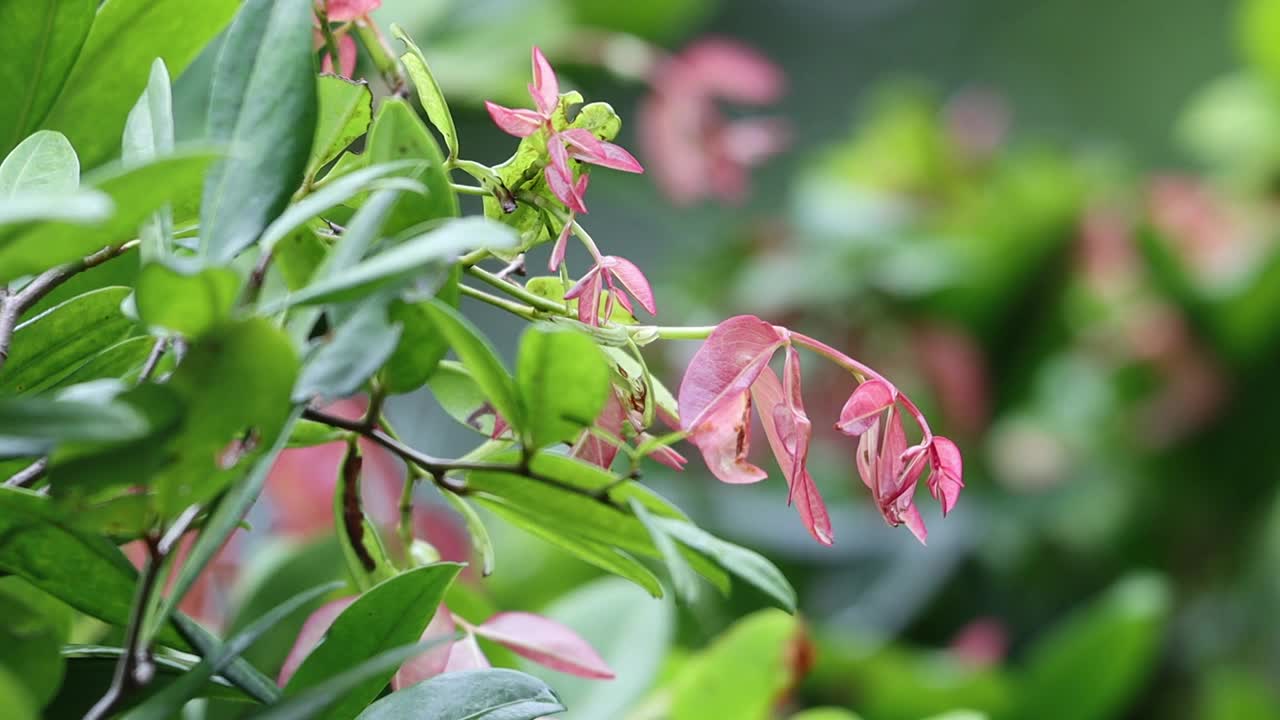 下雨天放松。树上的绿叶视频素材