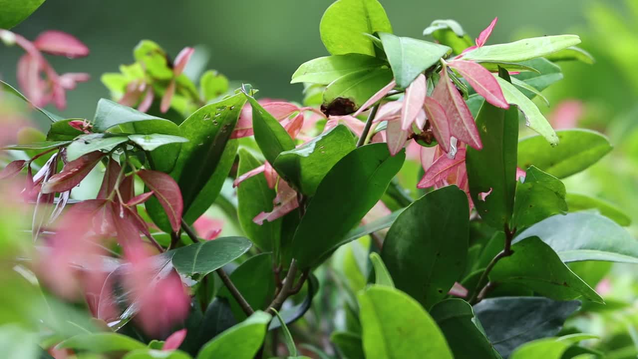 下雨天放松。树上的绿叶视频素材