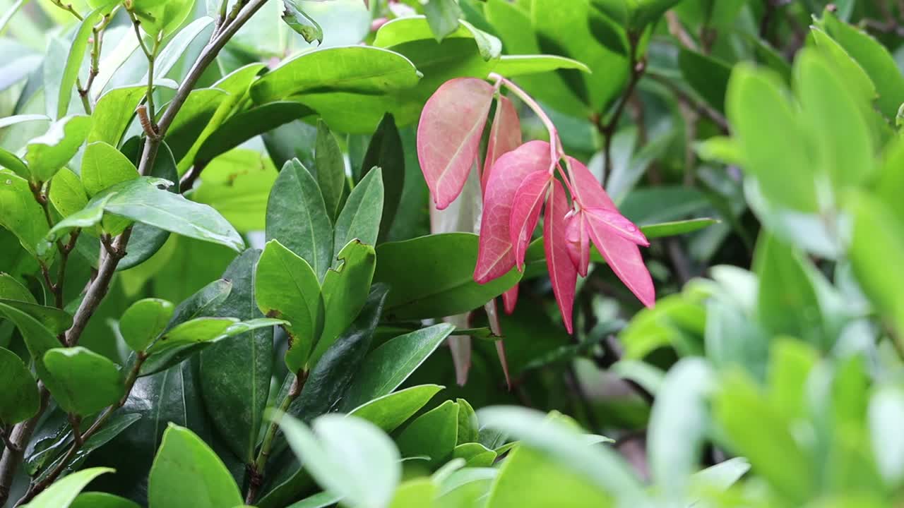 下雨天放松。树上的绿叶视频素材