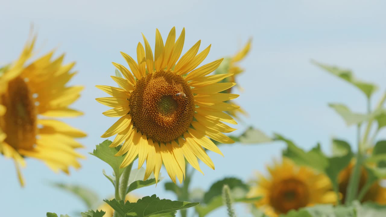 美丽的黄色向日葵在夏天随风摇曳，花或植物背景，向日葵田视频下载