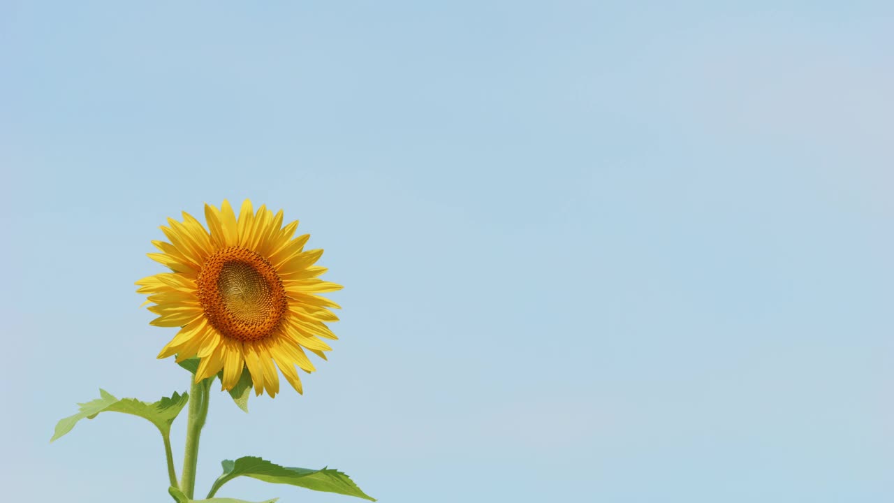 美丽的黄色向日葵在夏天随风摇曳，花或植物背景，向日葵田视频素材