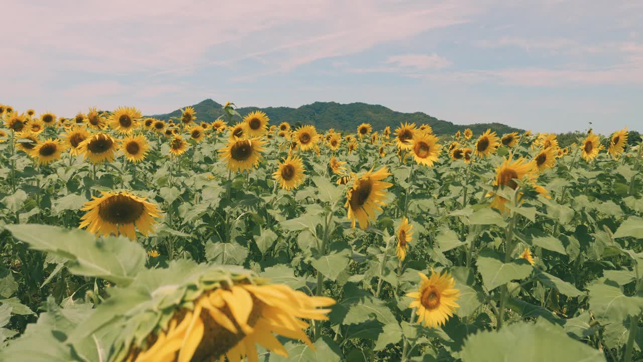 美丽的黄色向日葵在夏天随风摇曳，花或植物背景，向日葵田视频素材