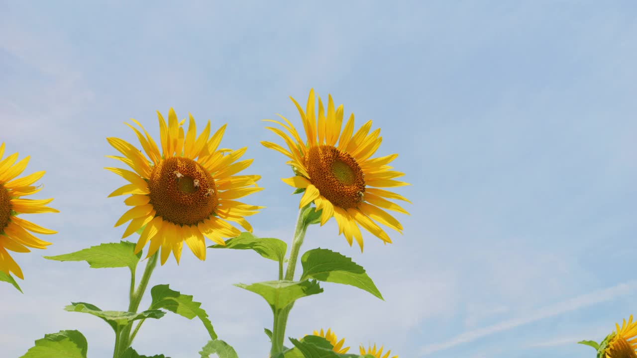 美丽的黄色向日葵在夏天随风摇曳，花或植物背景，向日葵田视频下载