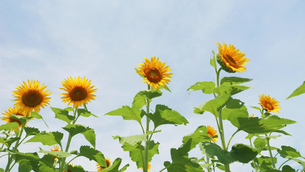 美丽的黄色向日葵在夏天随风摇曳，花或植物背景，向日葵田视频素材