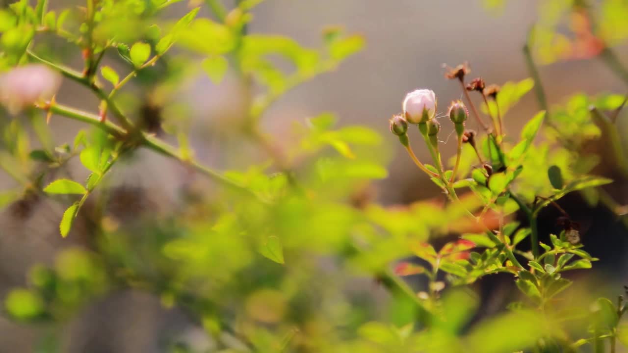 小花瓣玫瑰被风吹在花园视频素材