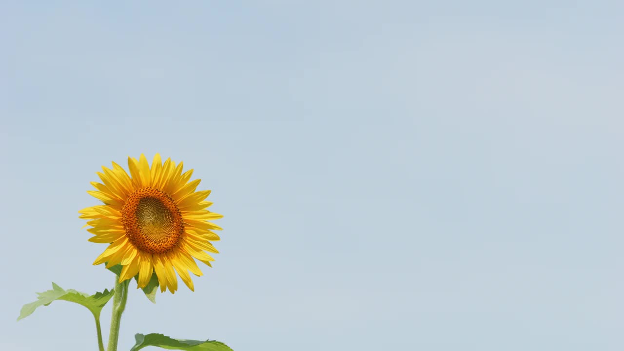 美丽的黄色向日葵在夏天随风摇曳，花或植物背景，向日葵田视频下载