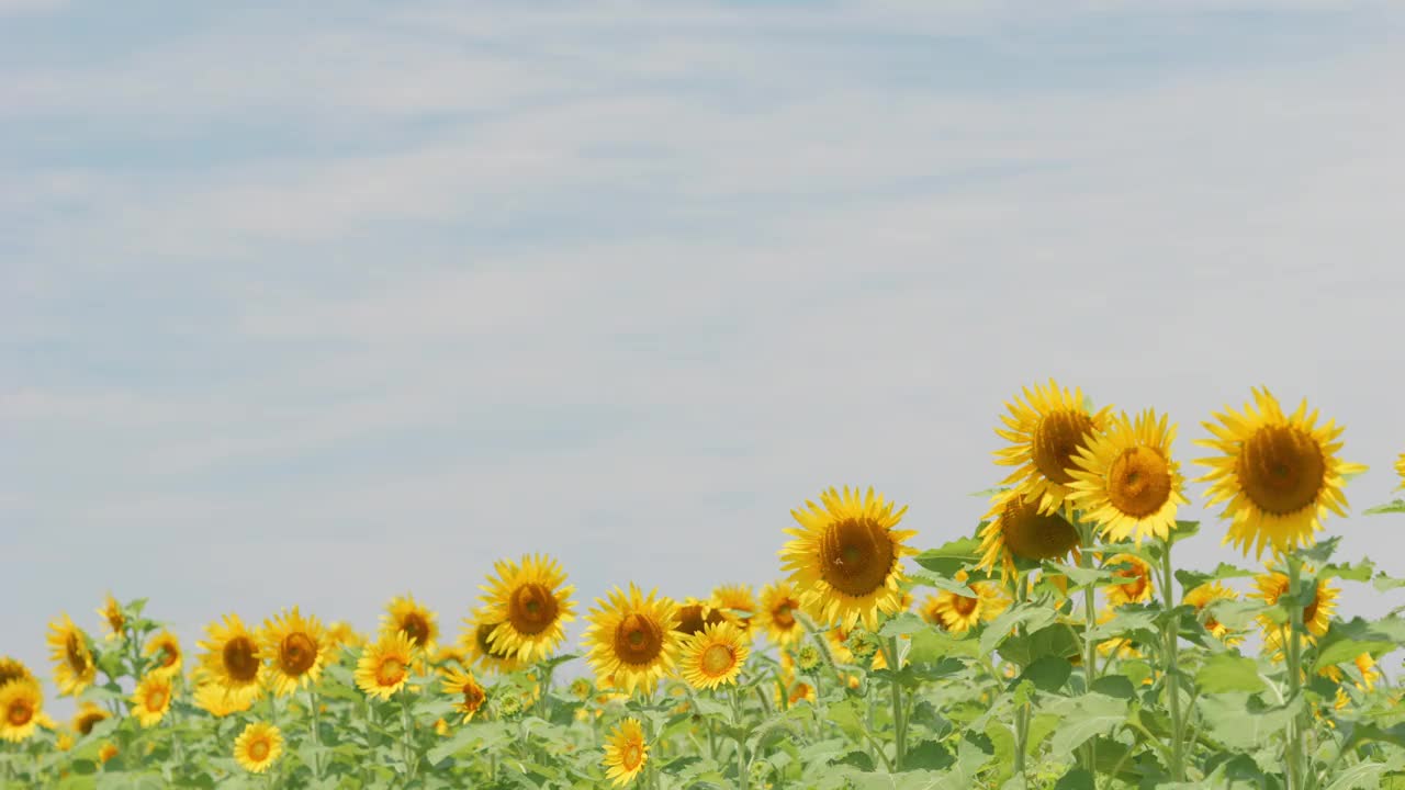 美丽的黄色向日葵在夏天随风摇曳，花或植物背景，向日葵田视频下载