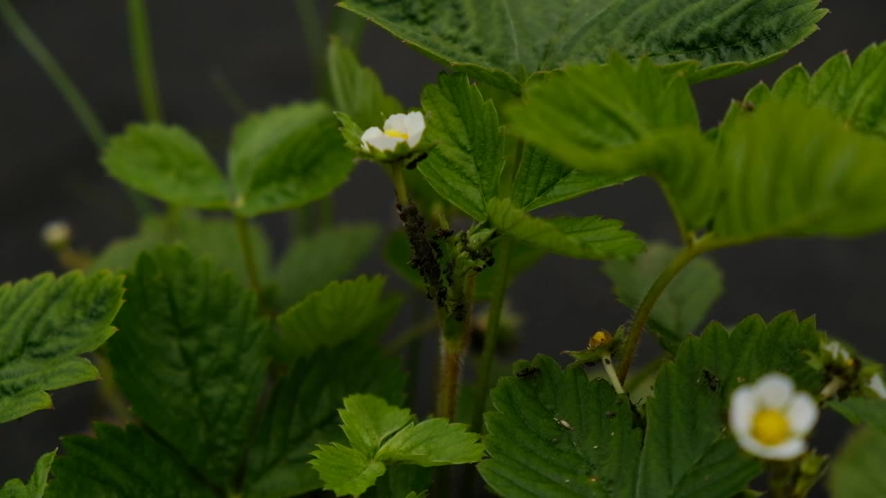 草莓叶子上蚜虫群的特写——蚜虫科和蚂蚁。植物虱、绿蝇、黑蝇或白蝇等害虫吸食植物汁液的视频。视频下载