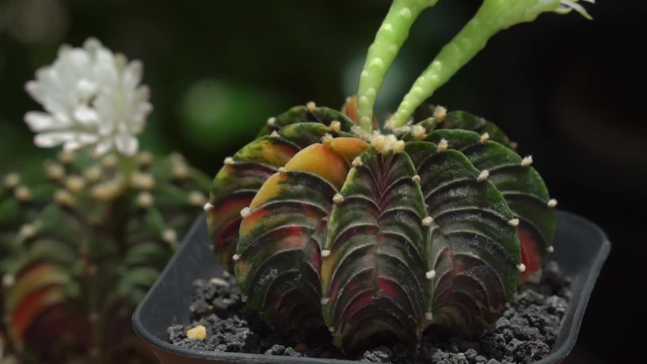 Gymnocalycium，静物摄影的多肉植物，壶的Gymnocalycium杂色。视频下载