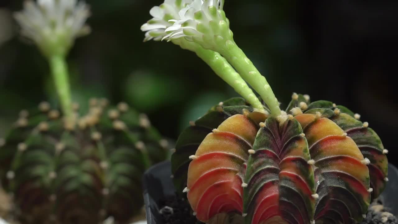 Gymnocalycium，静物摄影的多肉植物，壶的Gymnocalycium杂色。视频下载