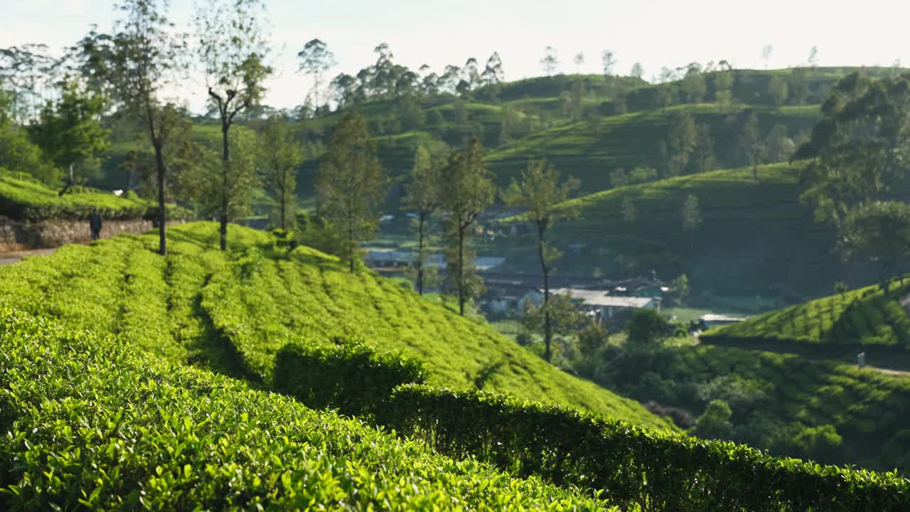 斯里兰卡郁郁葱葱的绿茶种植园视频素材