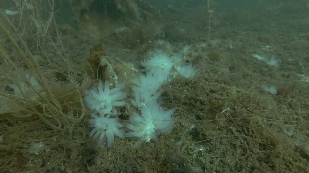 海鞘群透明的海鞘，生长在被褐藻和海带覆盖的海床上视频素材