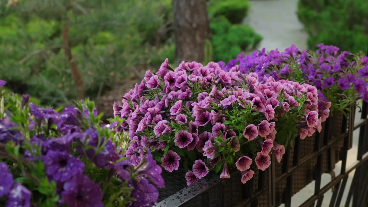 在家室外用喷壶给矮牵牛花浇水。新鲜的彩色佩妮。春园艺视频素材