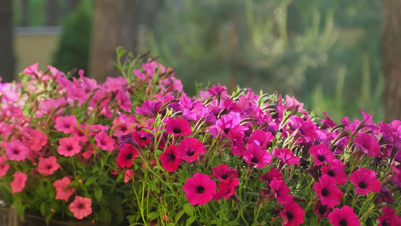 在家室外用喷壶给矮牵牛花浇水。新鲜的彩色佩妮。春园艺视频下载