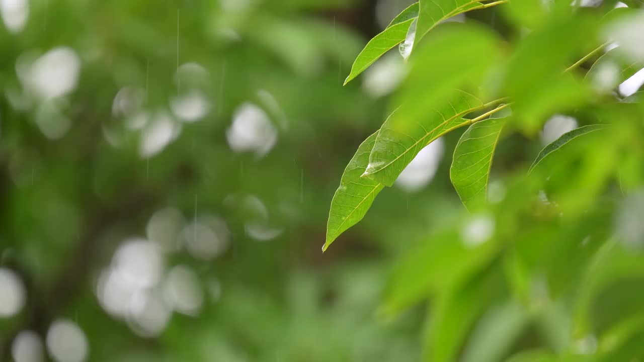 雨季绿叶的选择焦点。视频素材