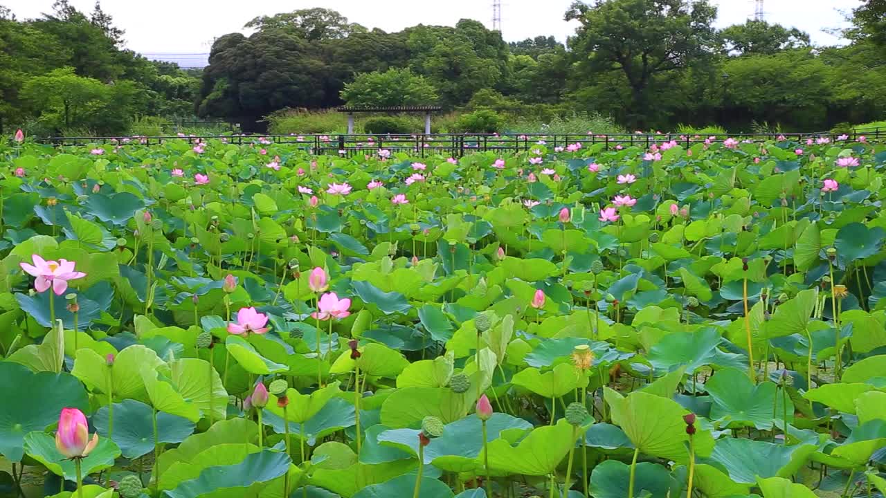 水本公园的荷花视频下载