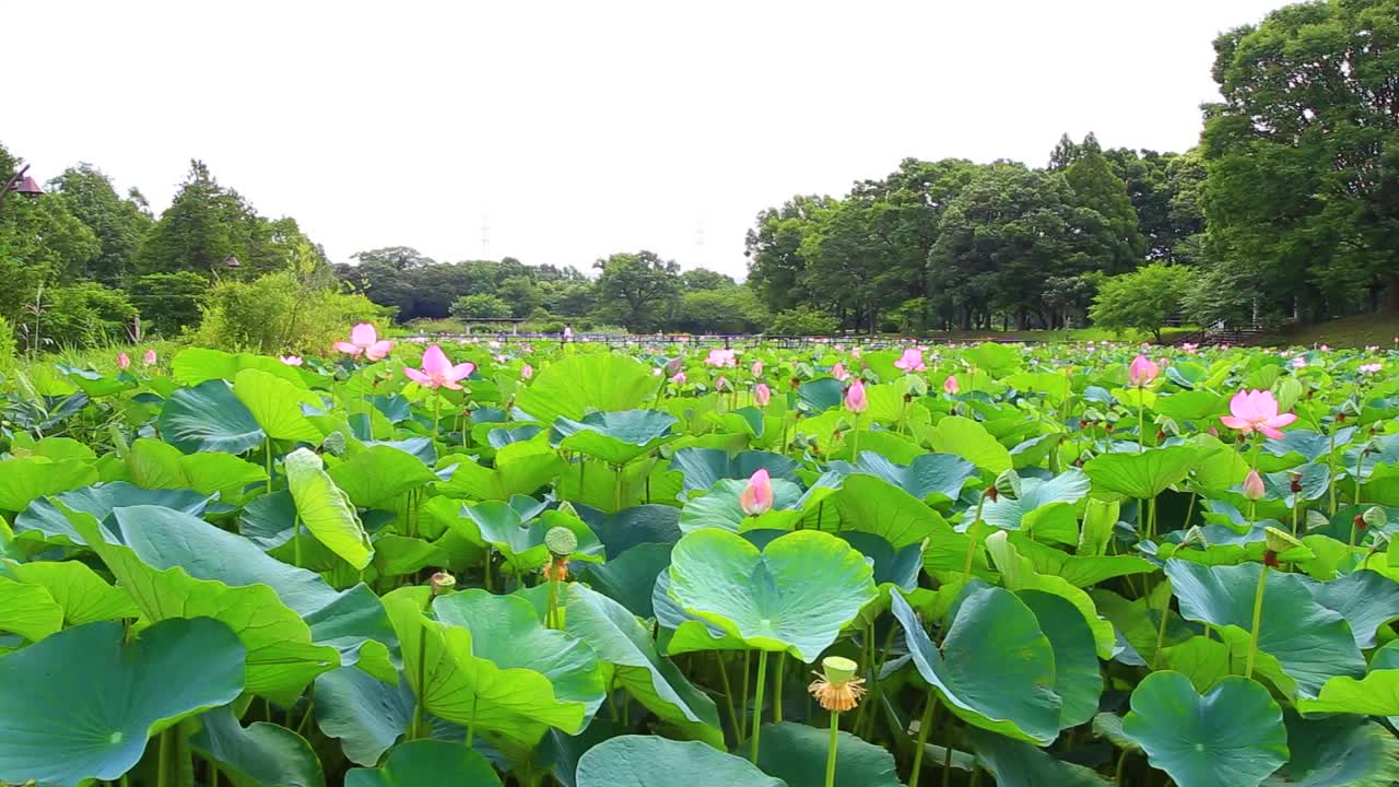 水本公园的荷花视频下载