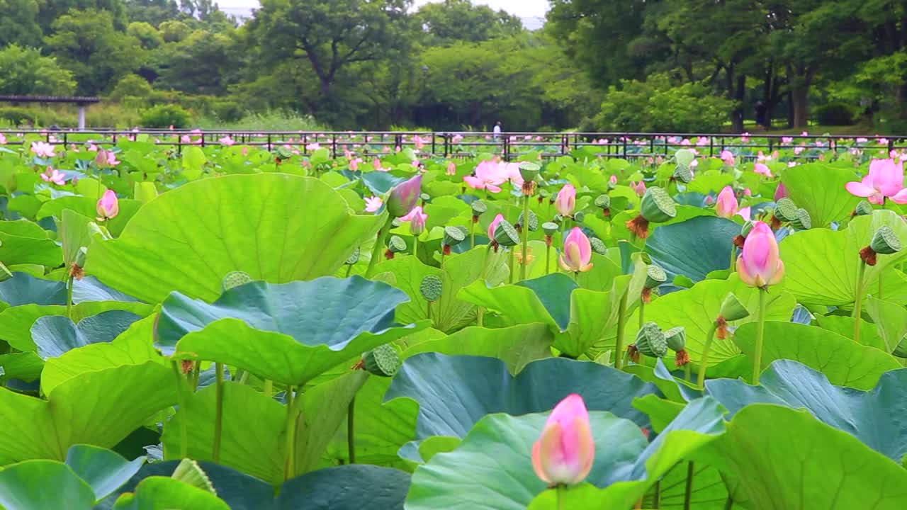 水本公园的荷花视频下载