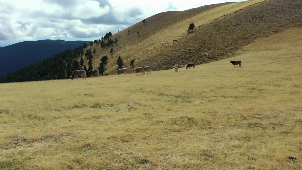 鸟瞰Rasos Peguera山区一群自由自在的牛。视频下载