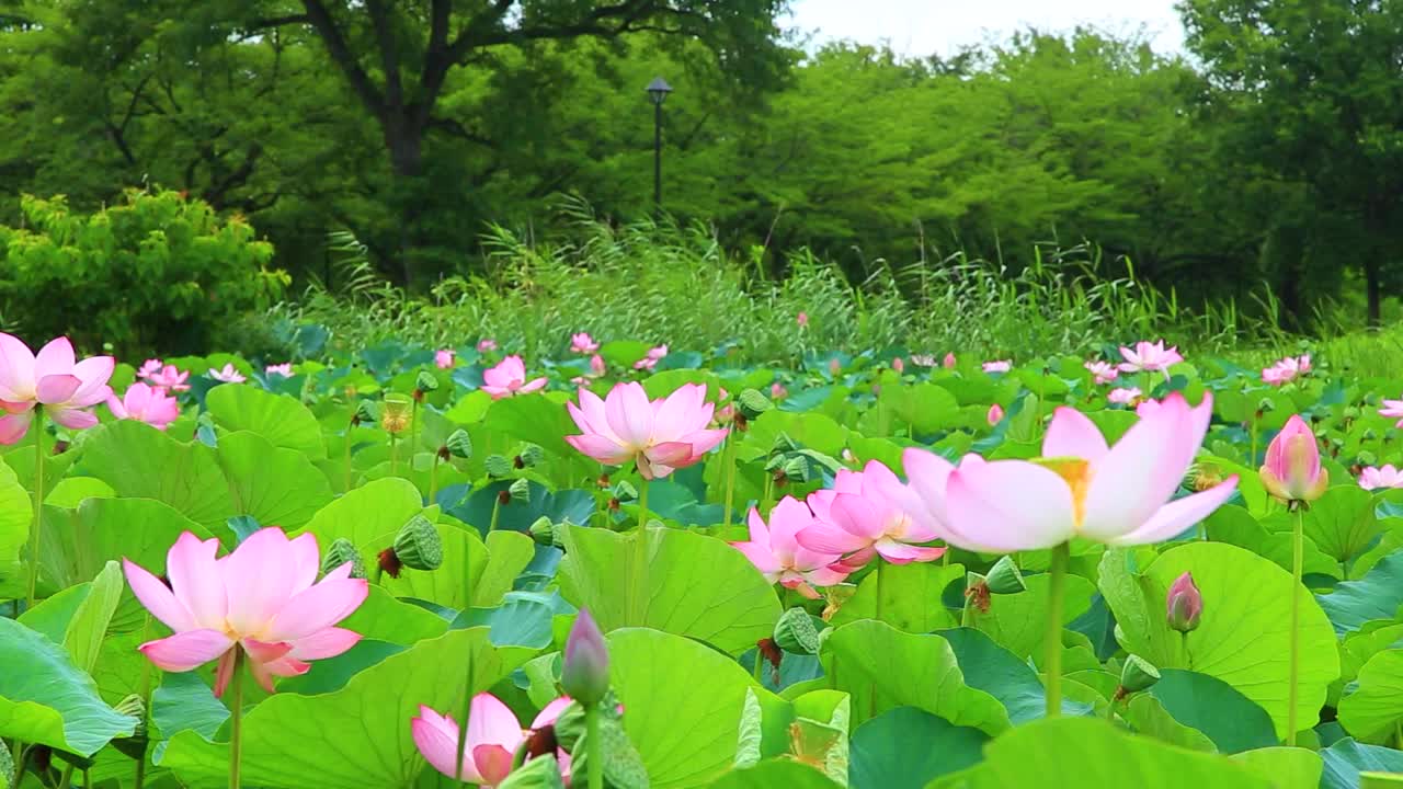 水本公园的荷花视频下载