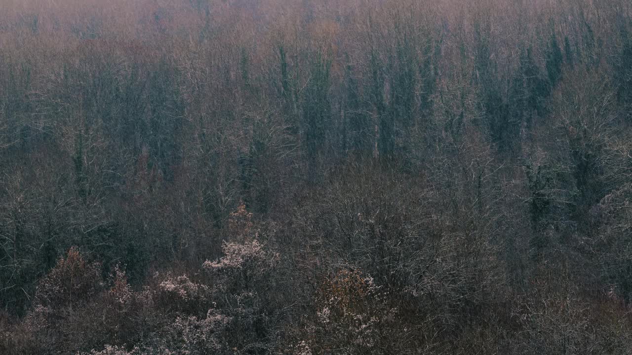 冬季森林景观。雪落在森林里，电影般的样子。下雪在乡下。冬天落在树上的雪颜色渐变视频素材