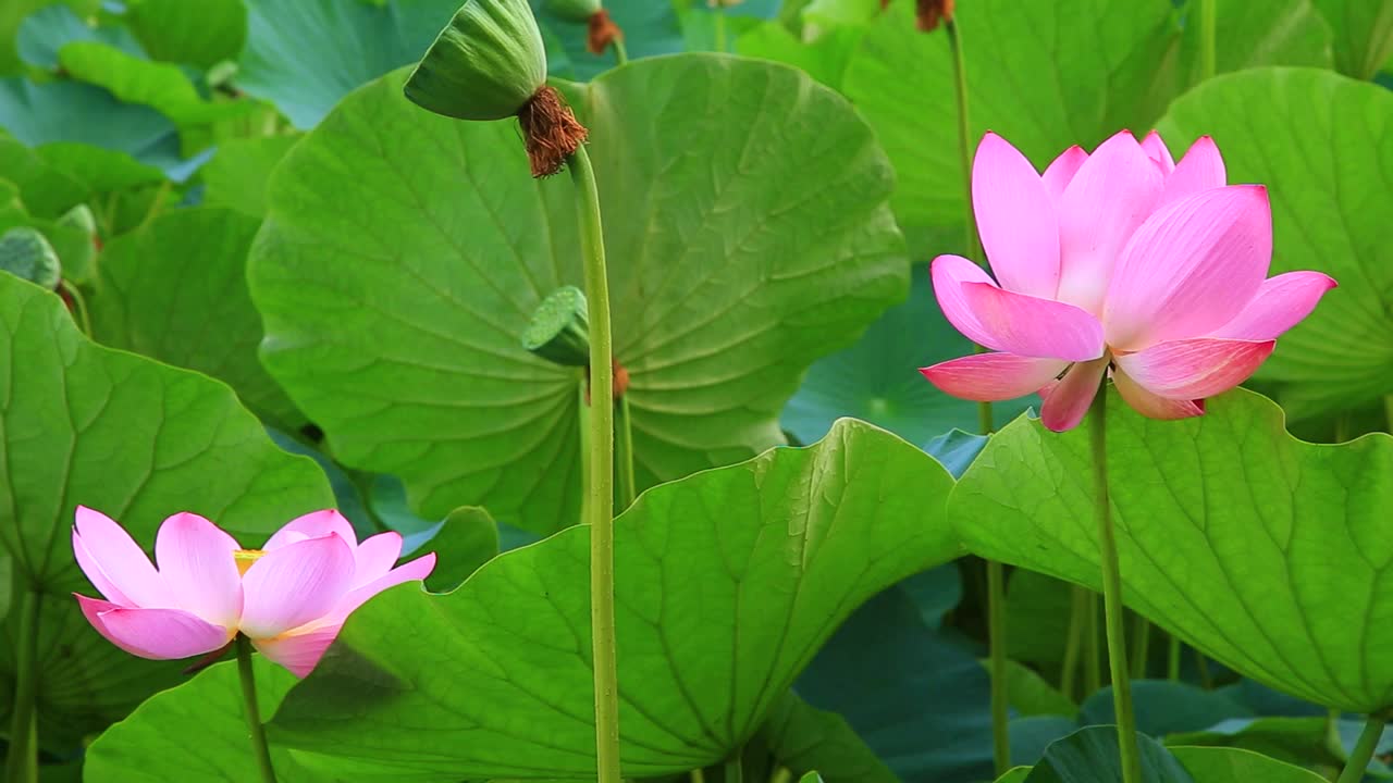 荷花视频素材