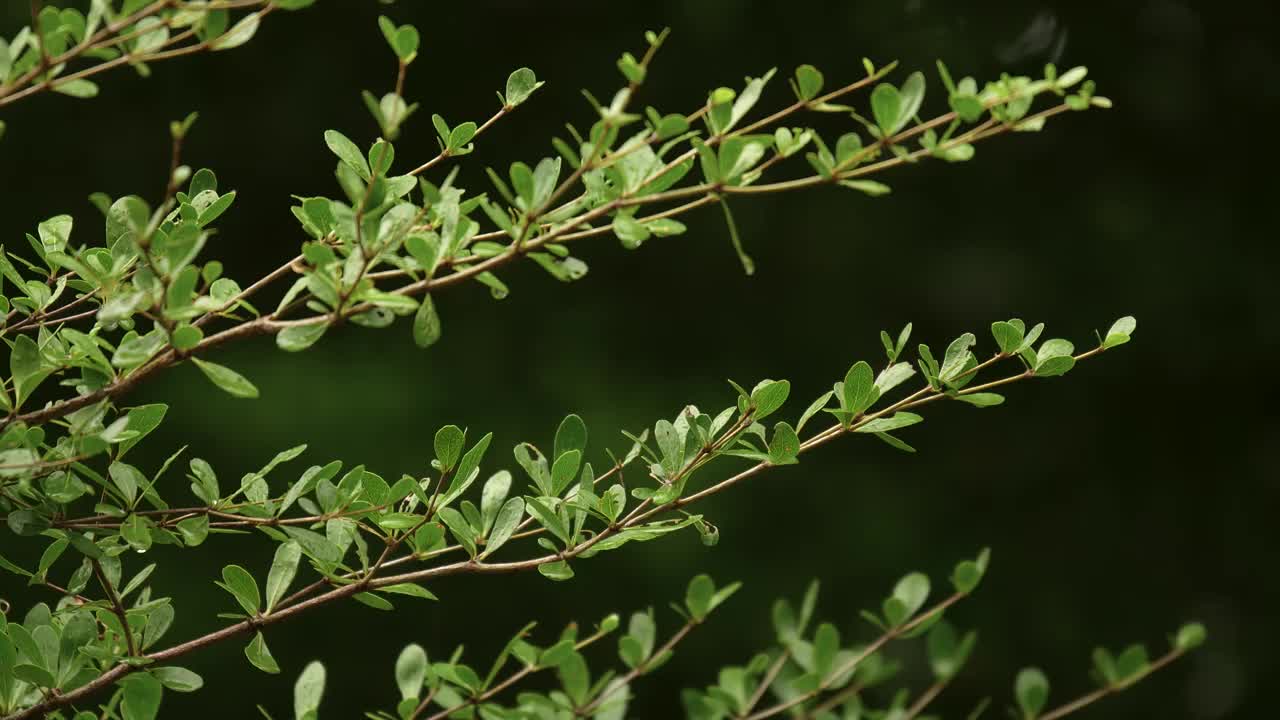 象牙海岸杏树(叶)的分支在风中移动。视频素材