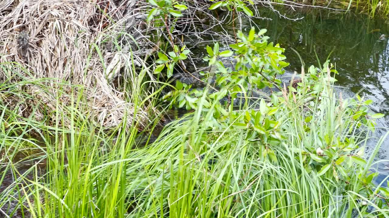 加拿大阿尔伯塔省辛顿镇，海狸(蓖麻)的场景。视频下载